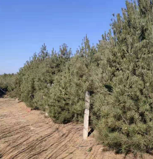 蓝田白皮松种植基地