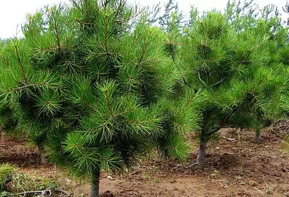 陕西白皮松苗木种植养护的技巧有哪些