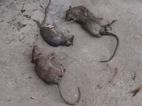 西安未央区灭老鼠图片