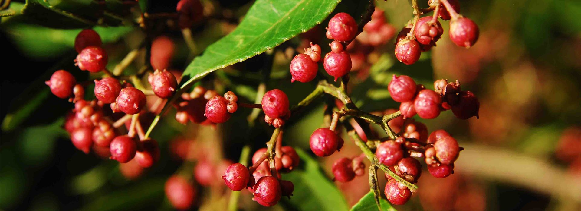 花椒苗怎麼育苗?是如何處理花椒種子的?_四川花椒繁育基地