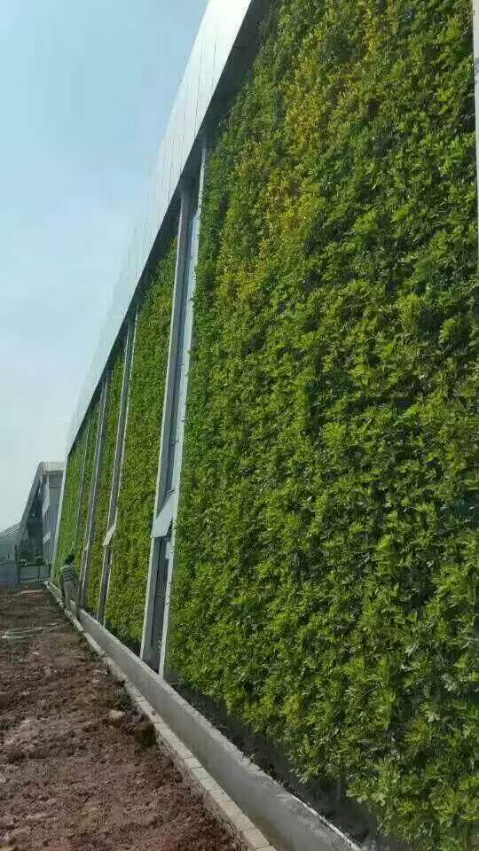杭州厂房外墙垂直绿化墙