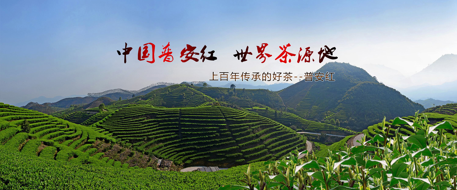 正山堂茶业|普安红茶|贵州茶叶公司就找正山堂普安红茶业公司